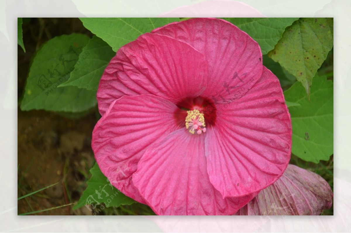 芙蓉葵图片