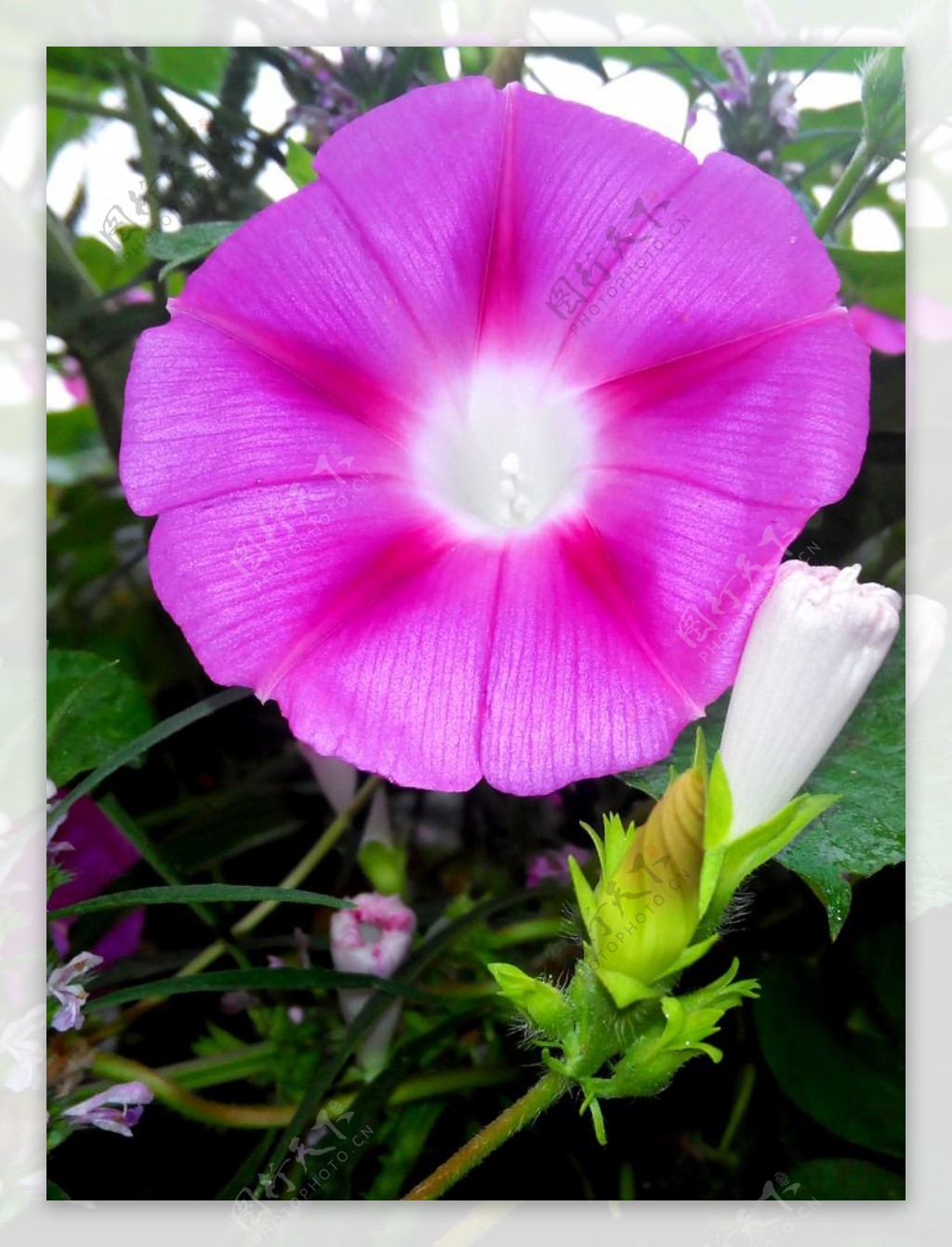 牵牛花植物花草花图片