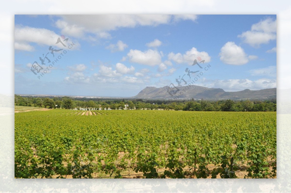 南非大廉斯坦夏葡萄酒庄园葡萄地图片