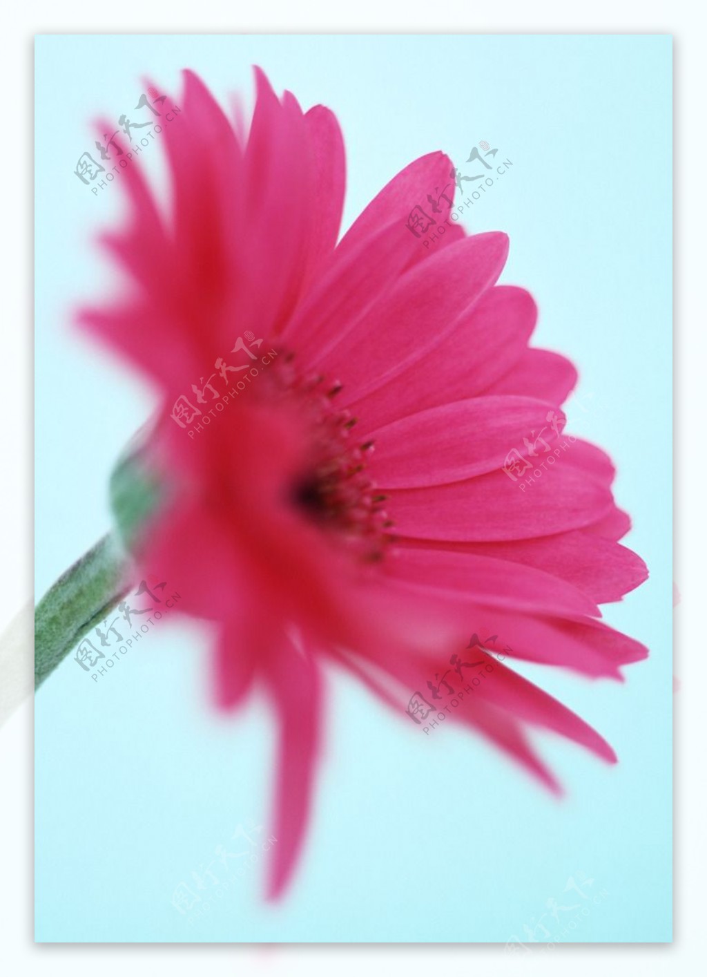 小红菊图片