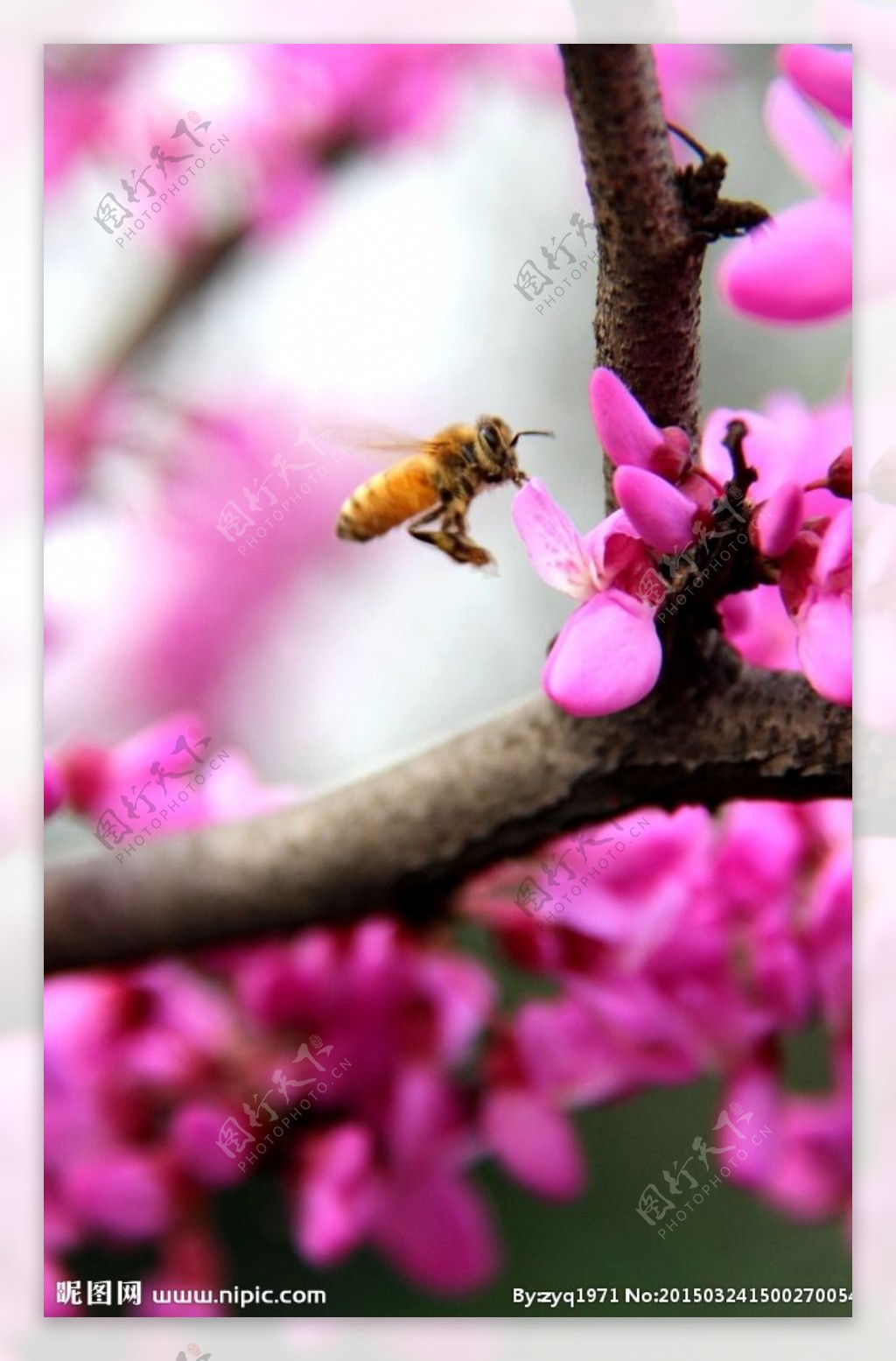 紫荆花摄影图片
