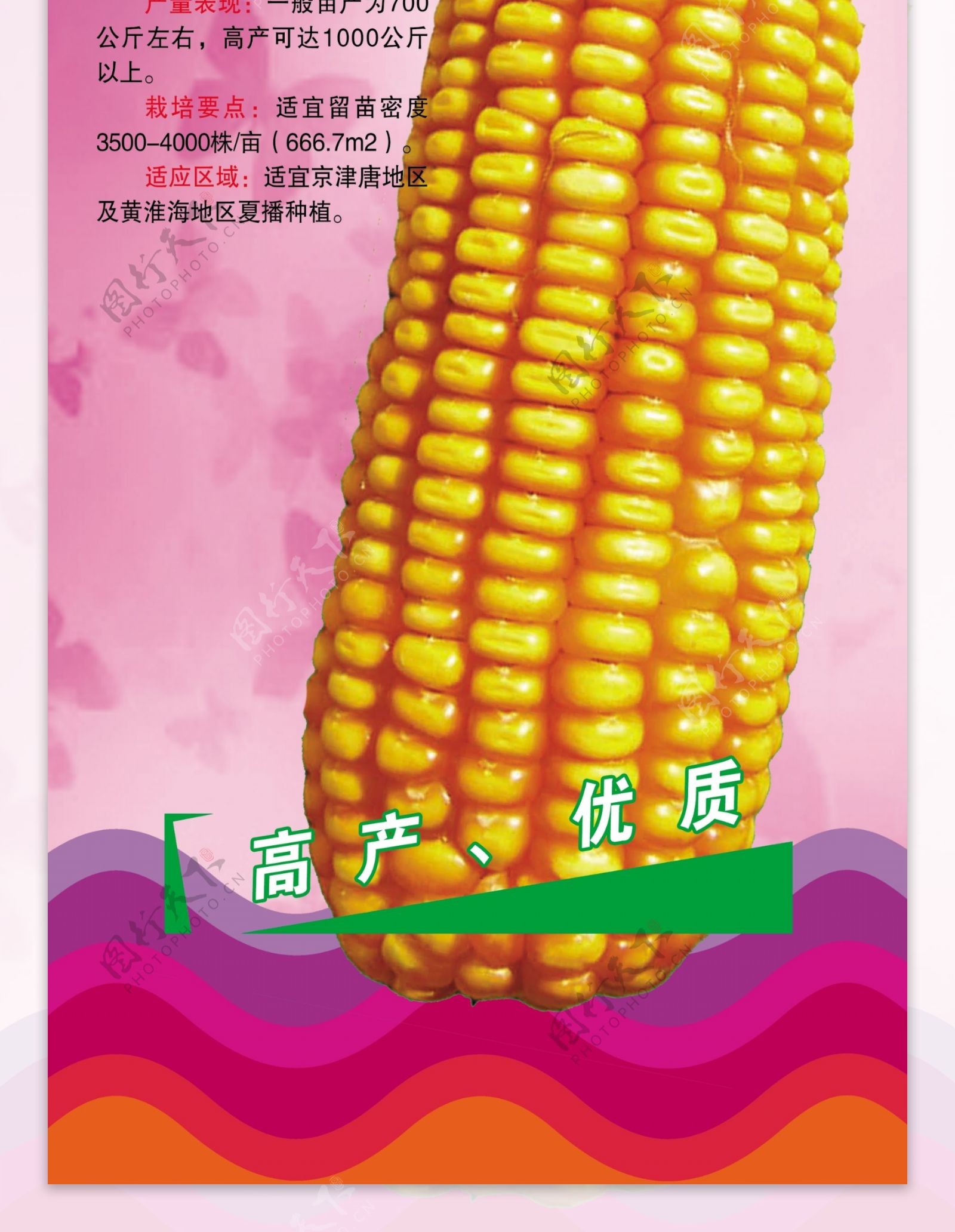 玉米展架图片