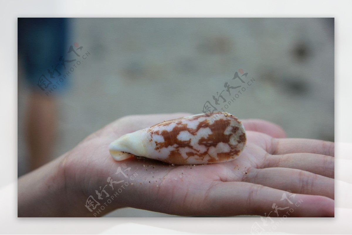 塞班岛贝壳海螺图片