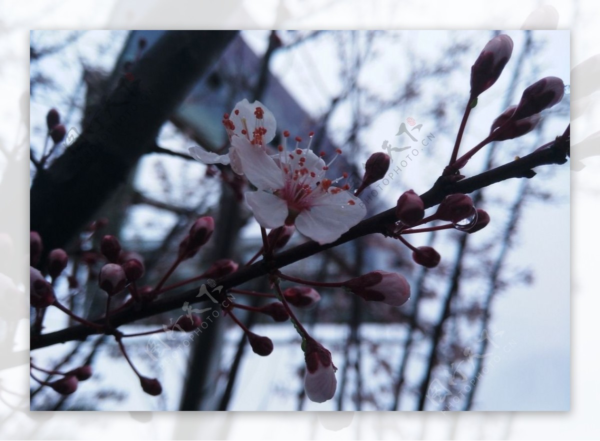春暖梨花开图片