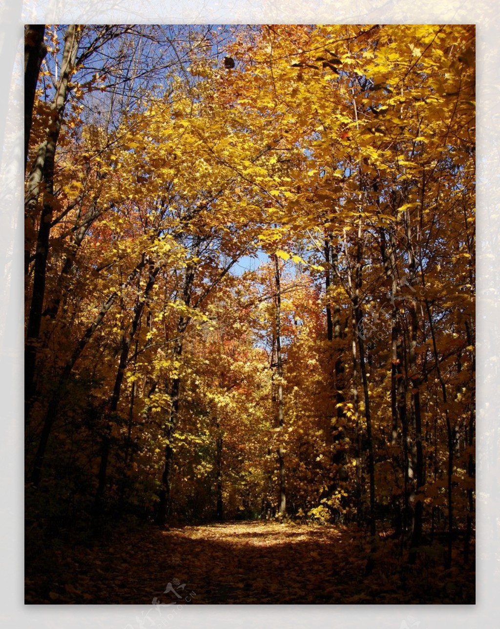 秋季树林图片