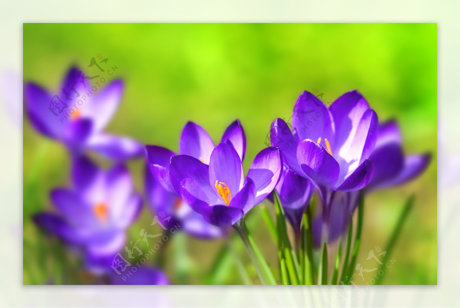 紫色玉兰图片
