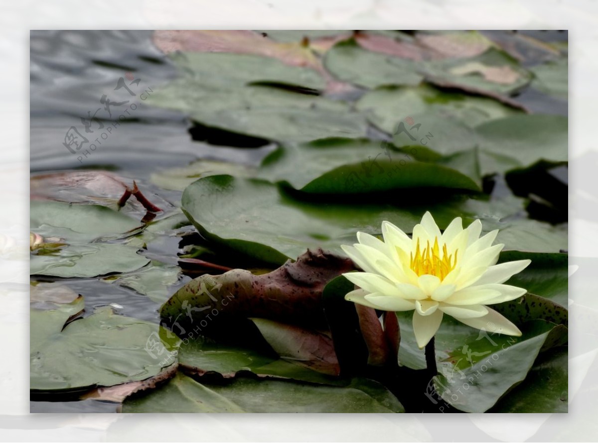 水中莲花图片