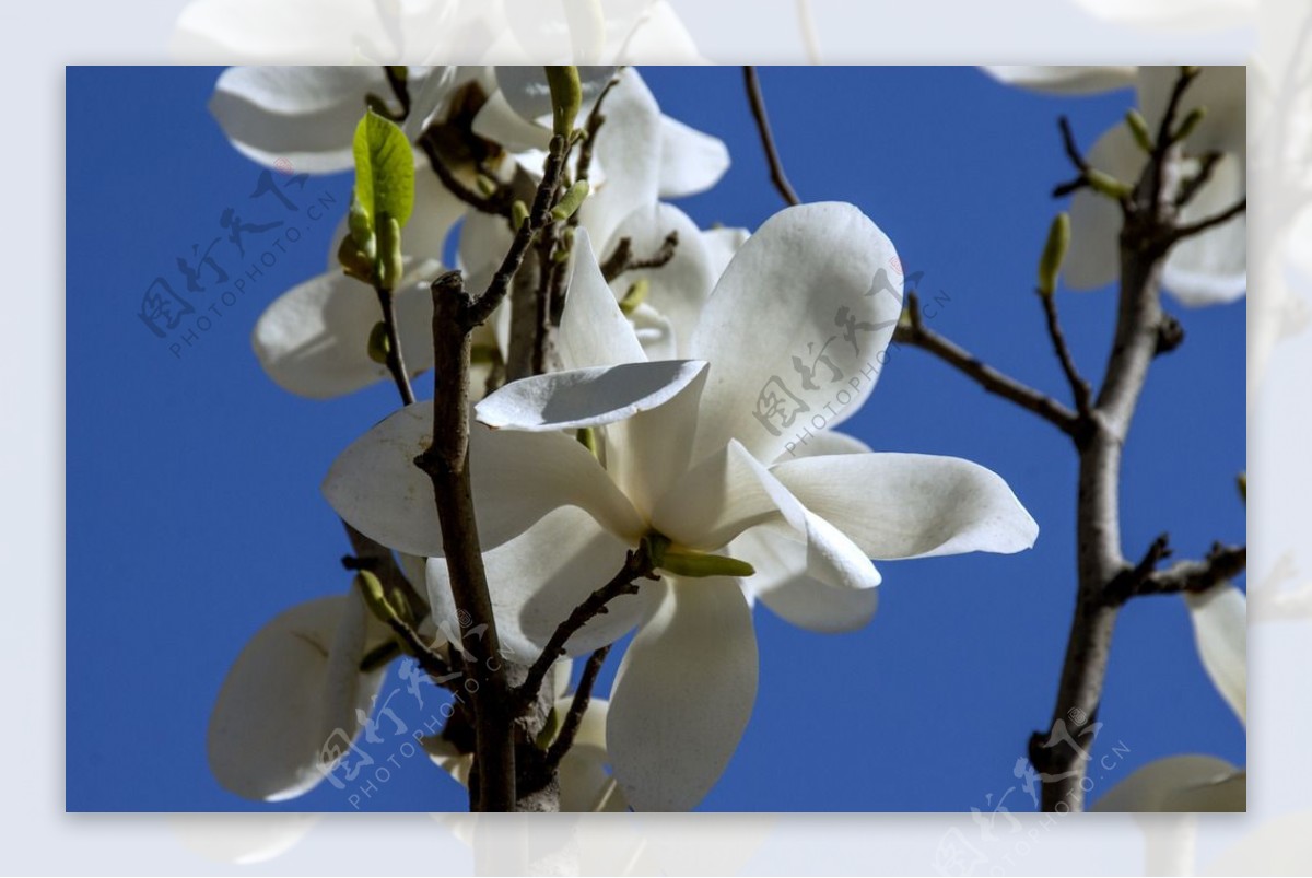 木兰树开花在春天 库存图片. 图片 包括有 粉红色, 增长, 宁静, 自然, 新鲜, 快乐, 春天, 充满活力 - 53276621