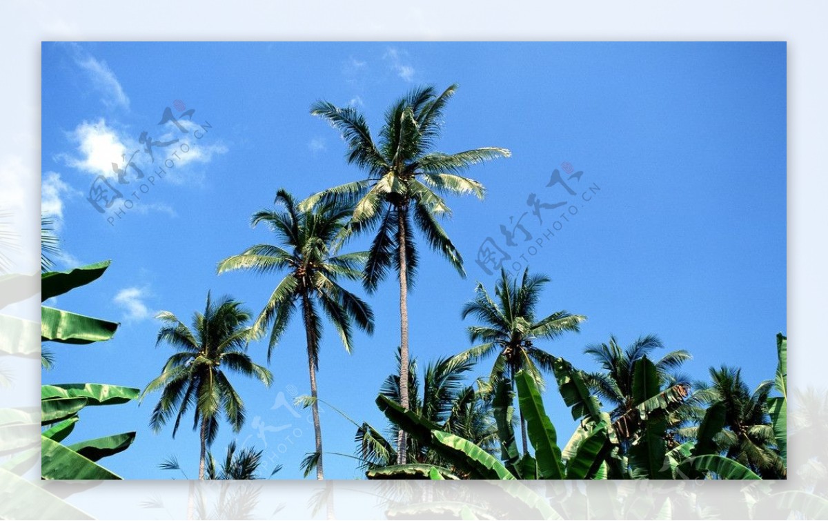巴厘岛热带风光摄影图片