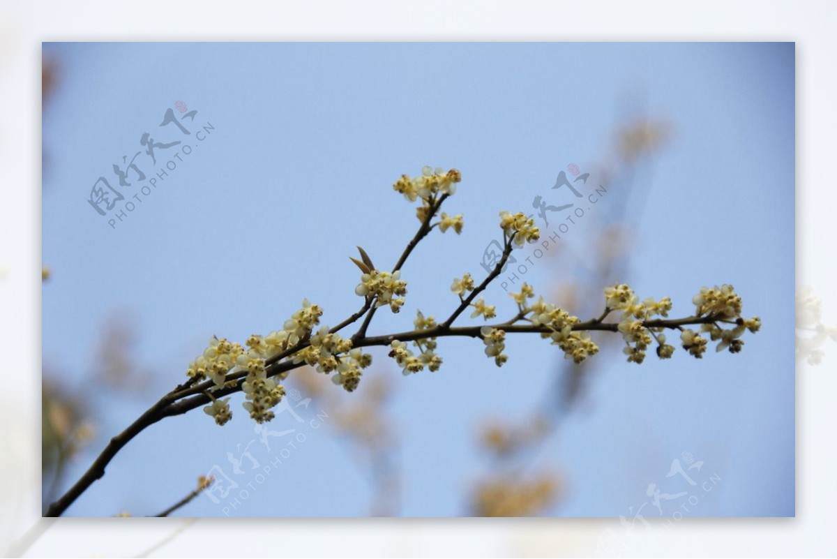 永福樱花图片