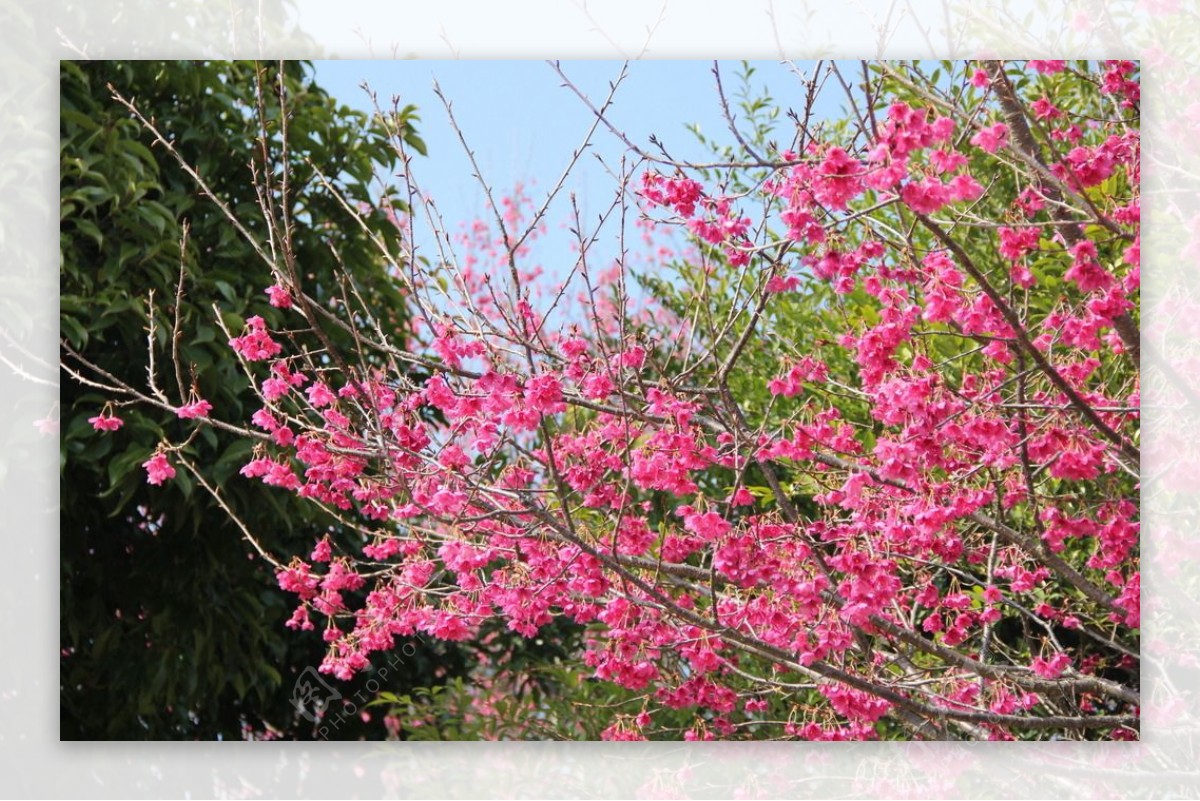 永福樱花图片