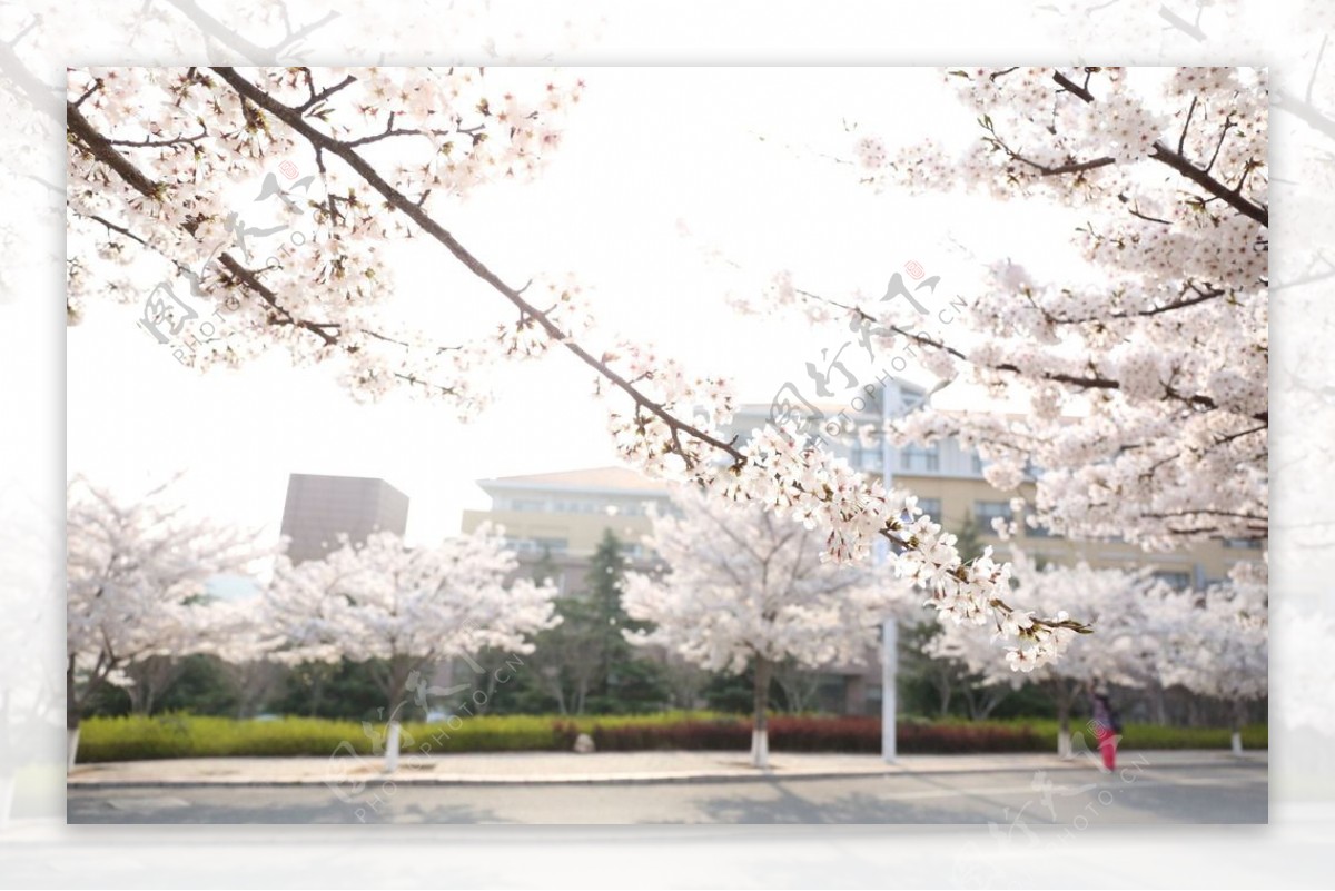春天校园的樱花图片