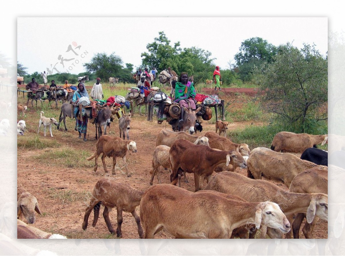 苏丹放牧的一家图片