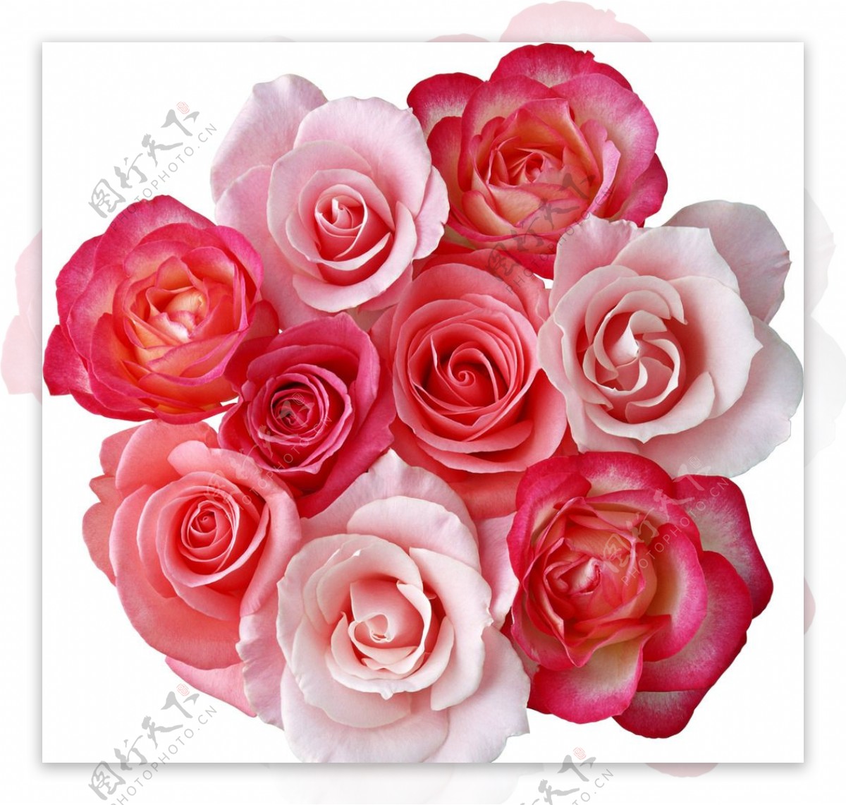 玫瑰花素材玫瑰玫瑰图片