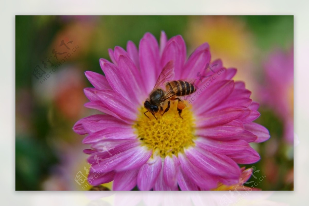 蜜蜂与菊花图片