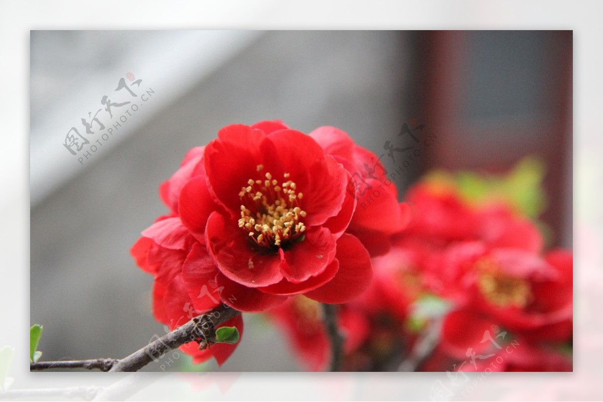 海棠红图片