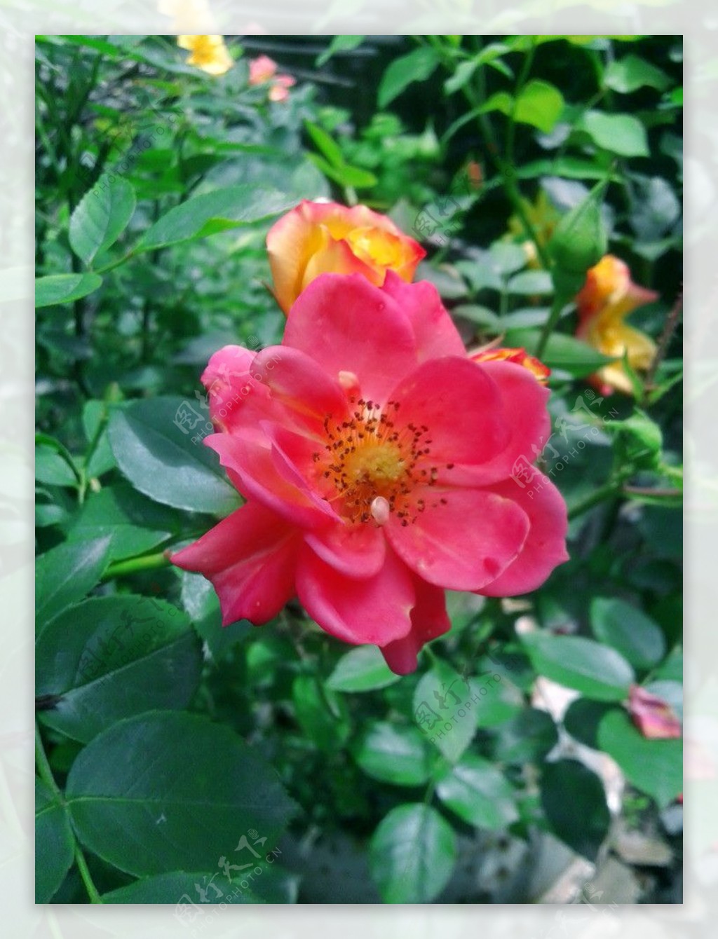 刺玫瑰图片