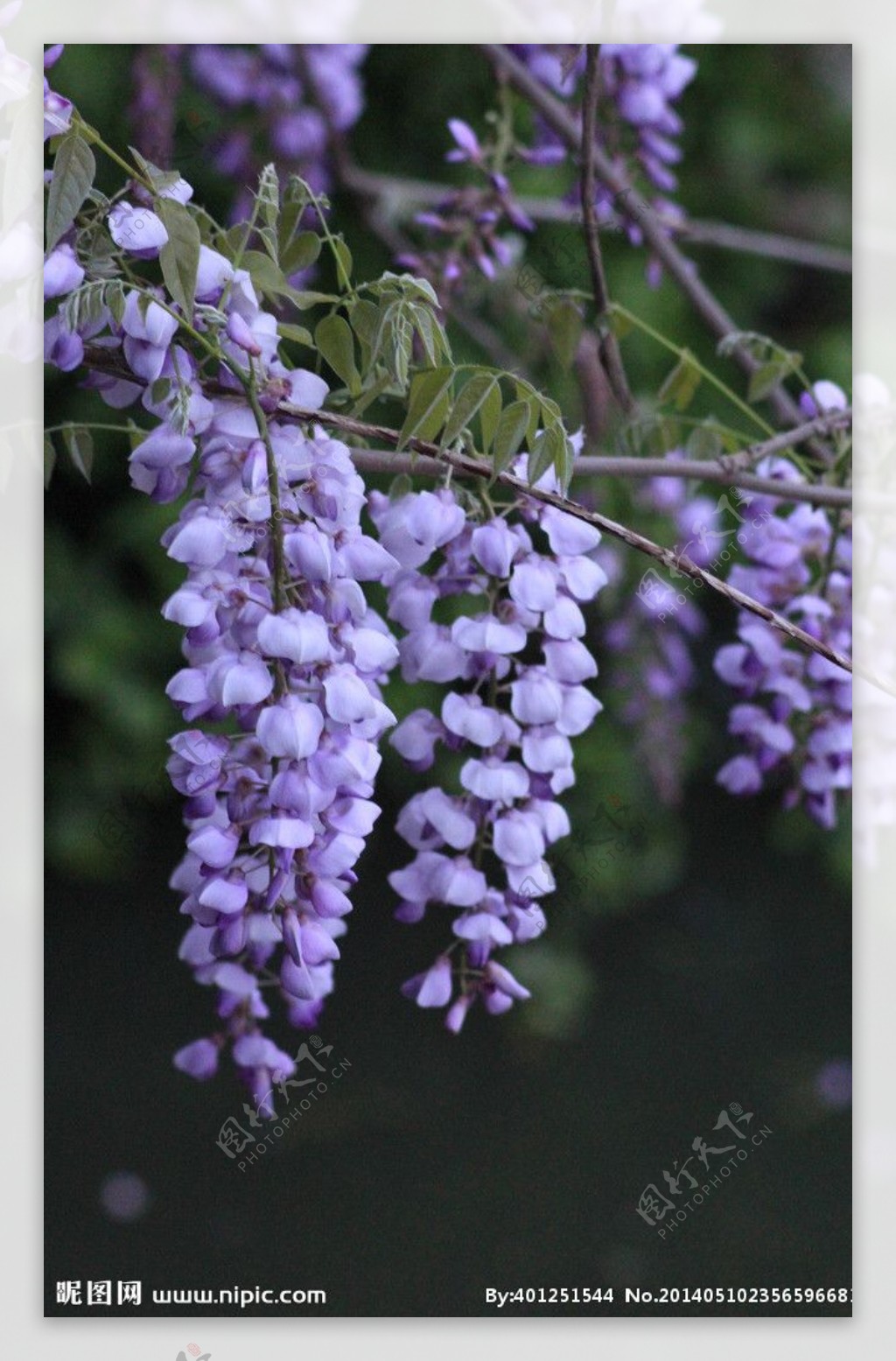 紫色花朵紫色花图片