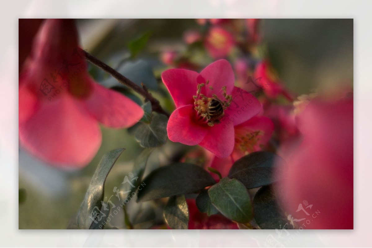 海棠花蜜蜂图片