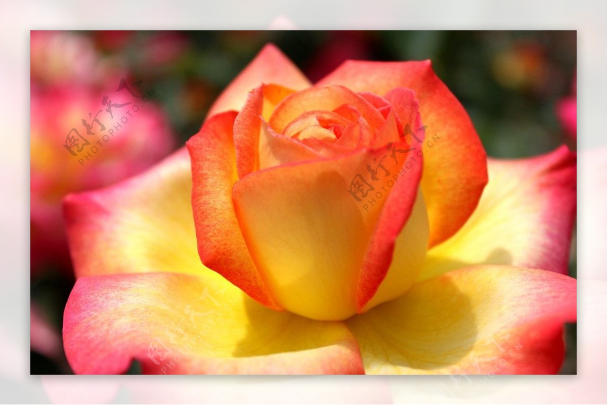 玫瑰花图片素材-编号29580912-图行天下