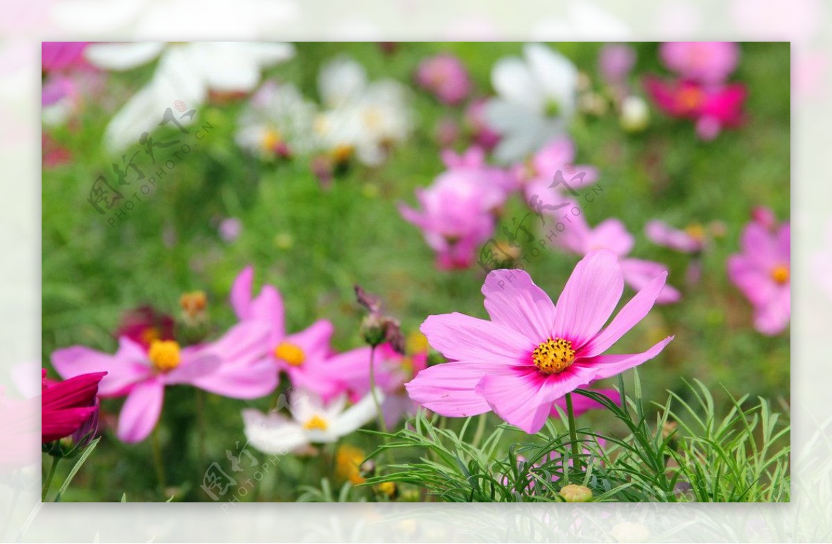 格桑花图片