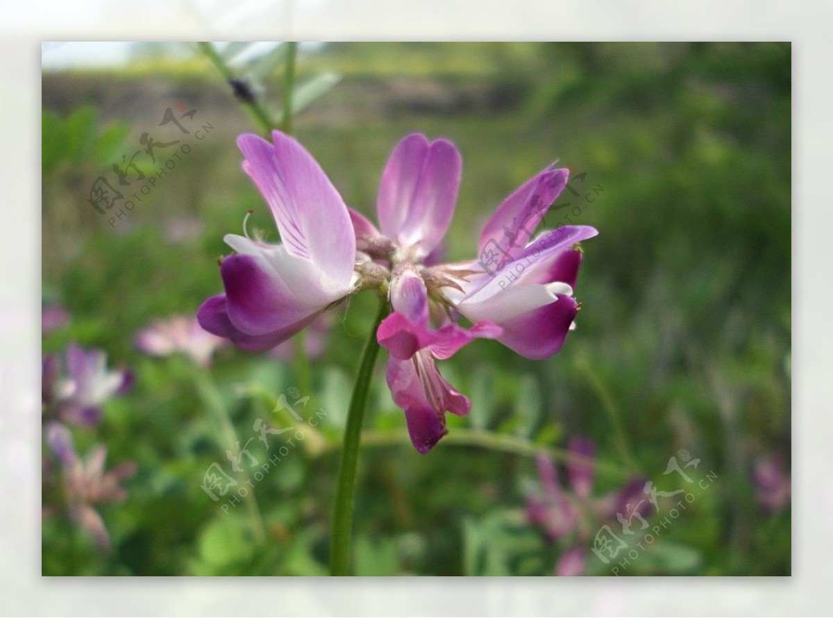 紫云英花朵图片