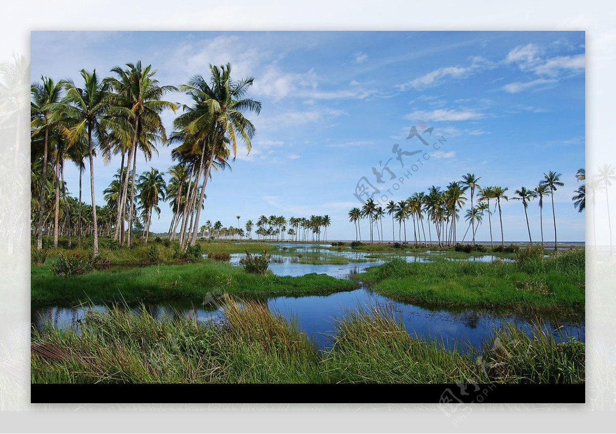 亚齐海岸椰林沼泽地图片
