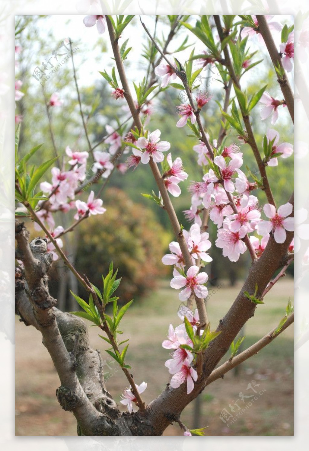 春花灿烂图片