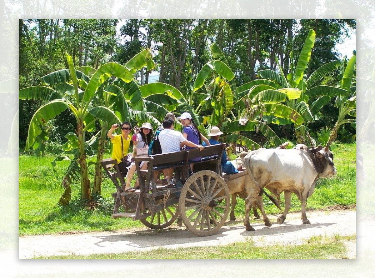 泰国普吉岛风光之牛车图片