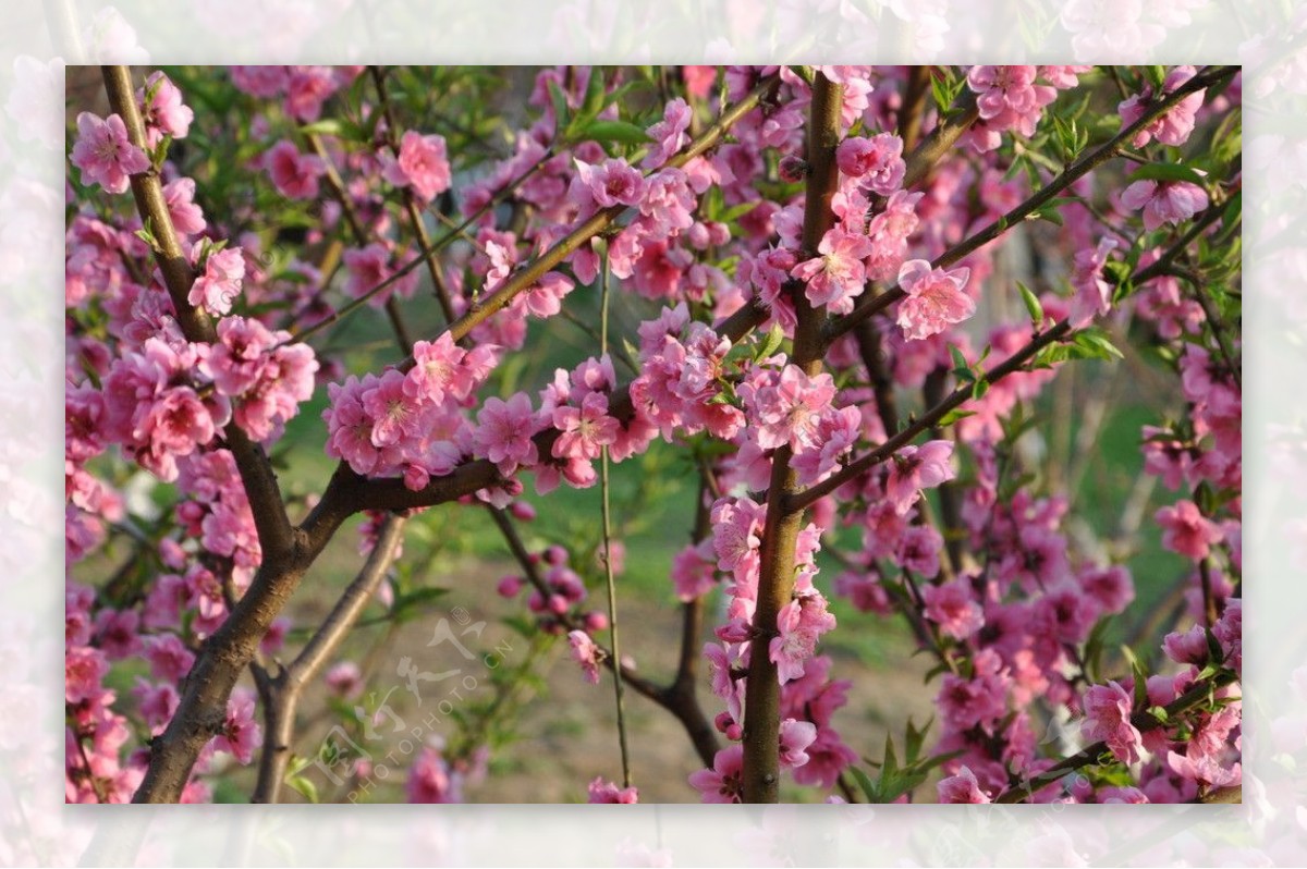 桃花桃树图片