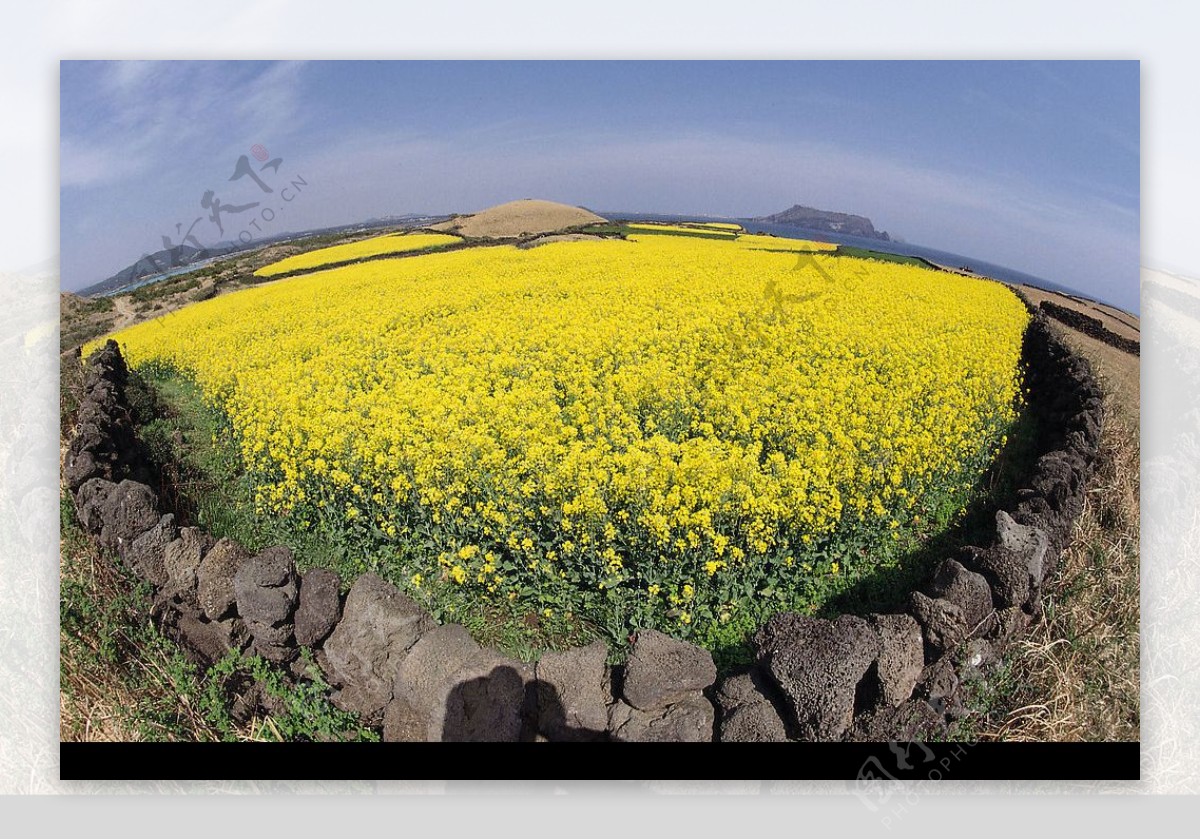 韩国济洲岛火山口油菜花图片