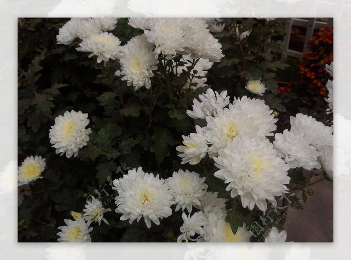 白色秋菊图片