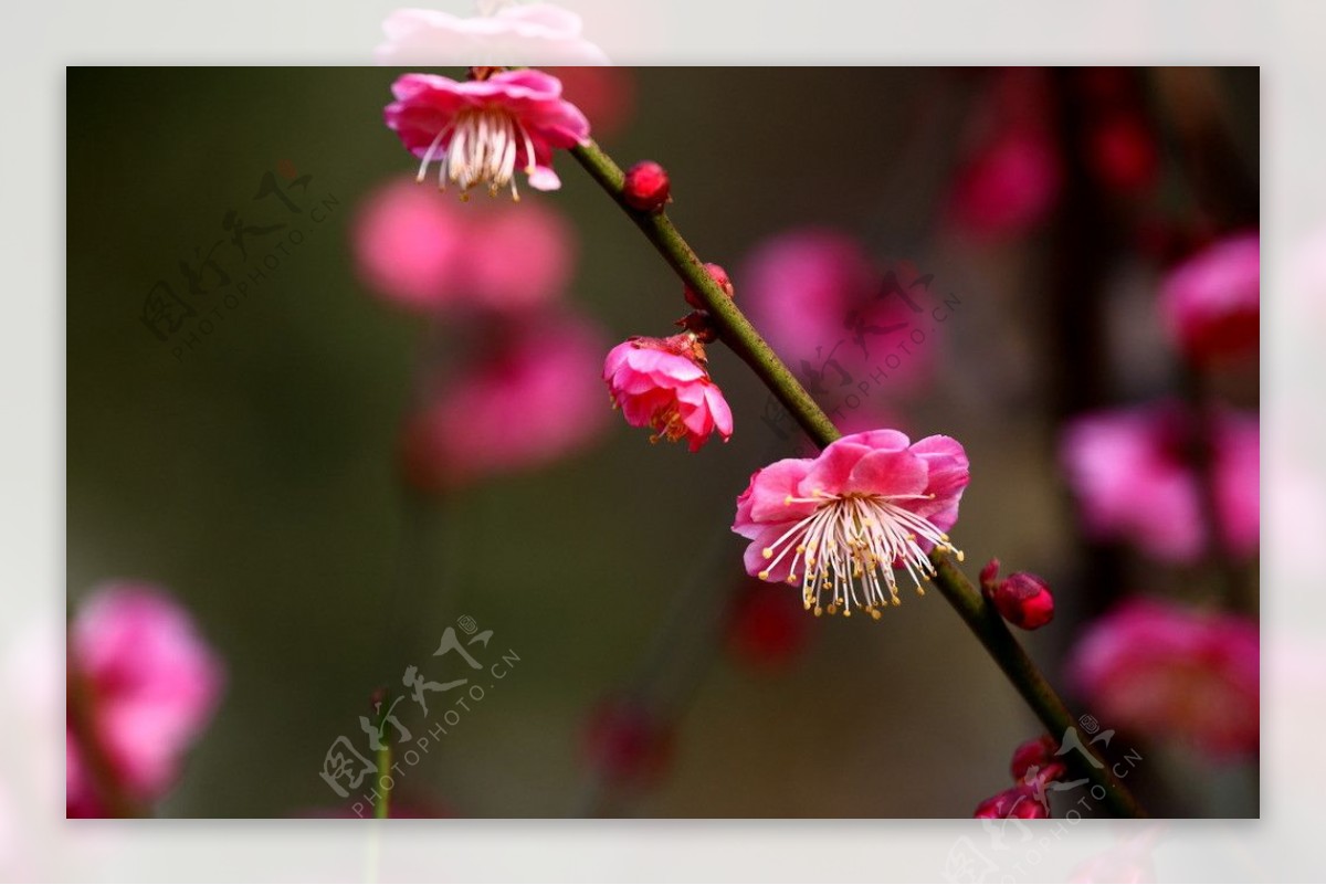 梅花系列图片