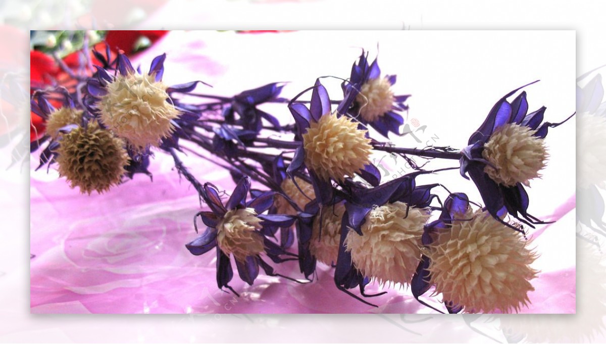 紫干花图片