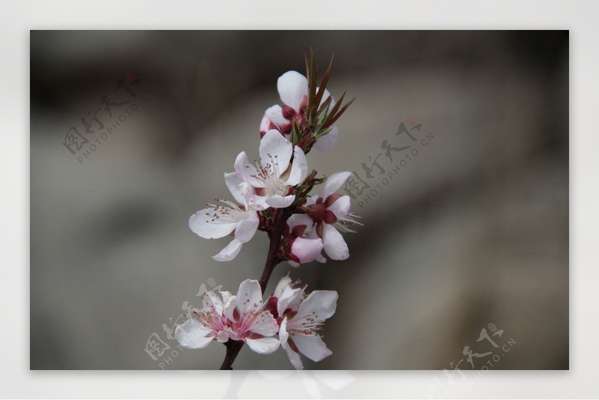 榆中的春天图片