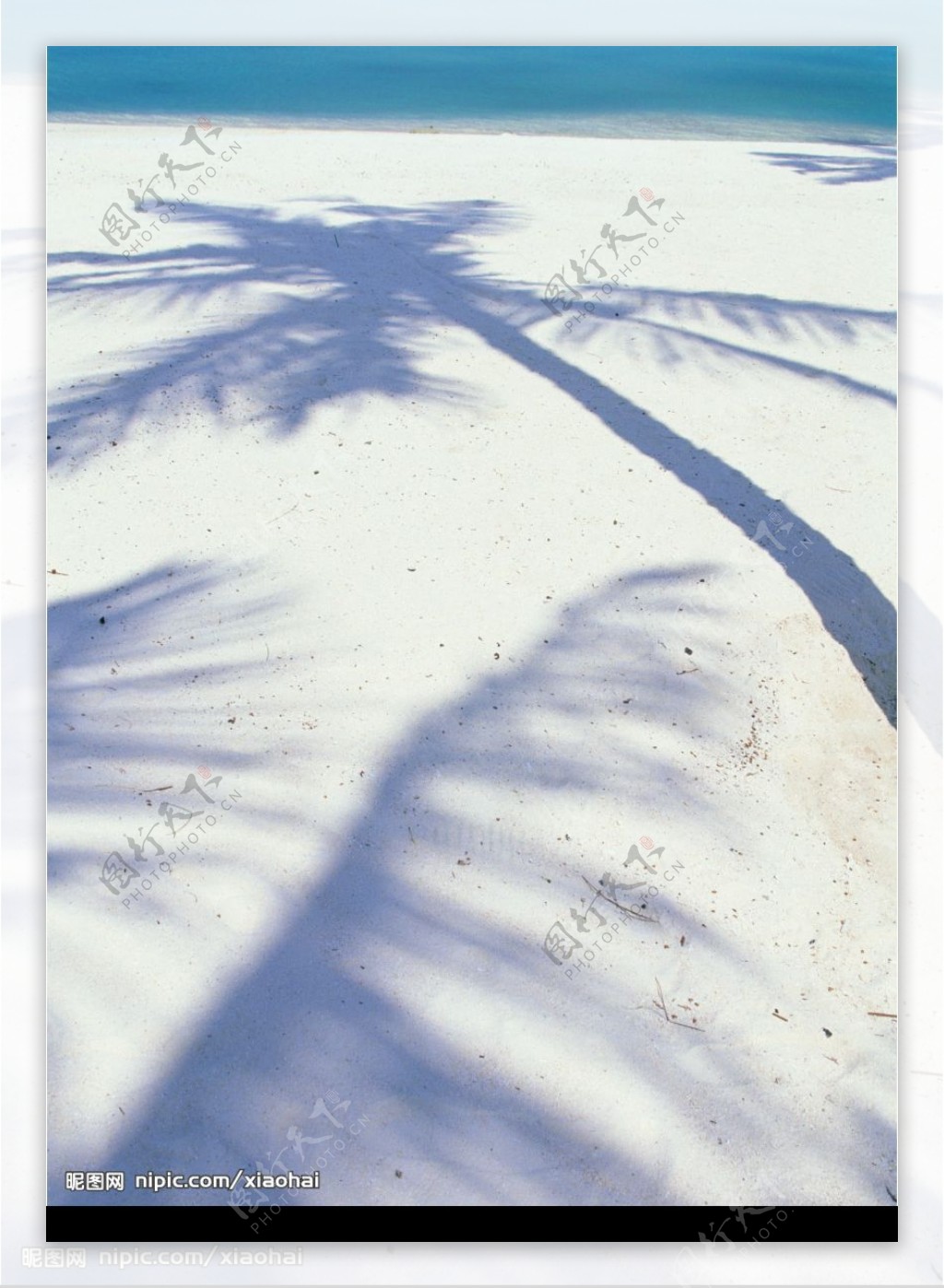 沙滩上的树影图片