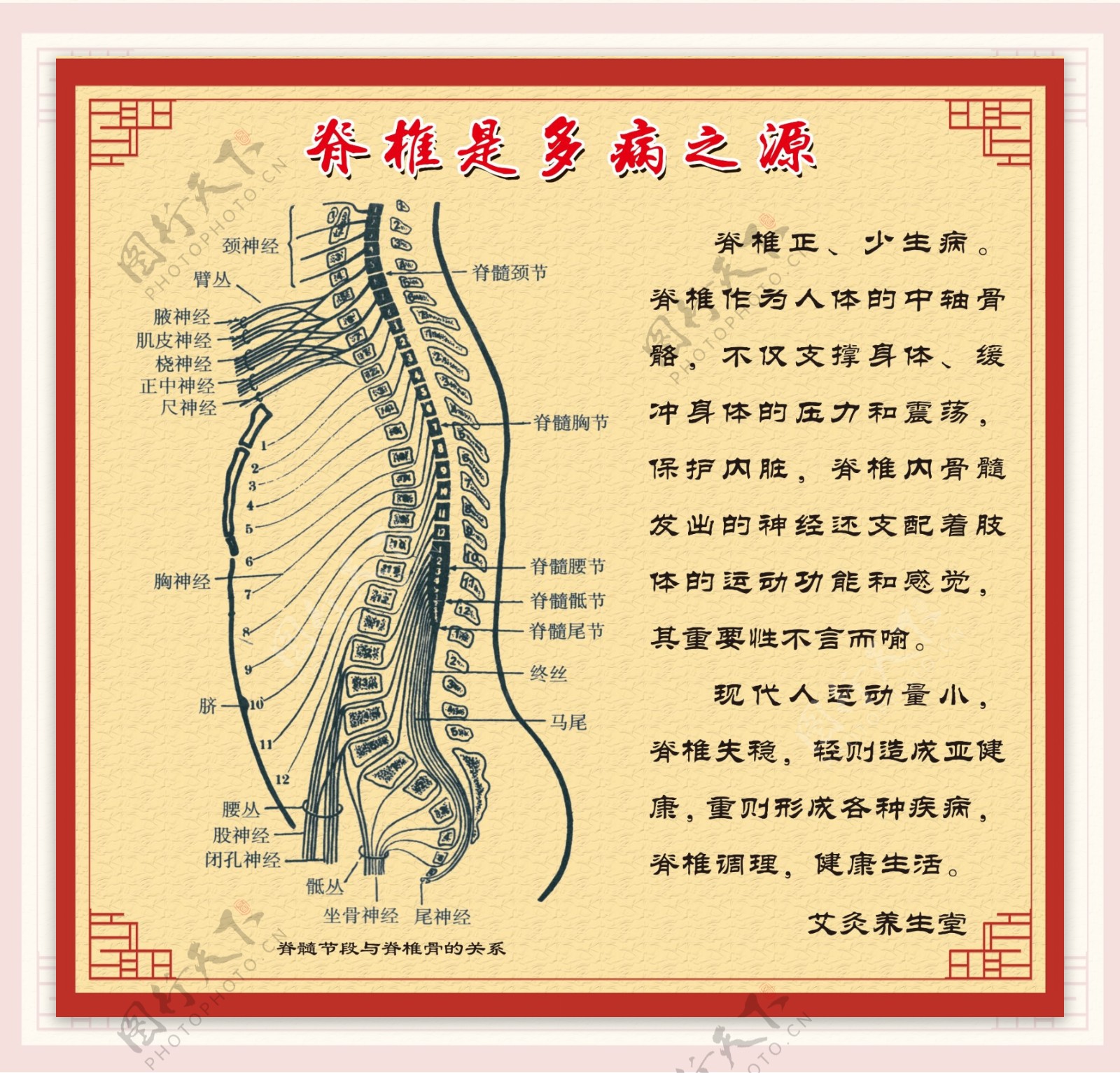 脊椎图片