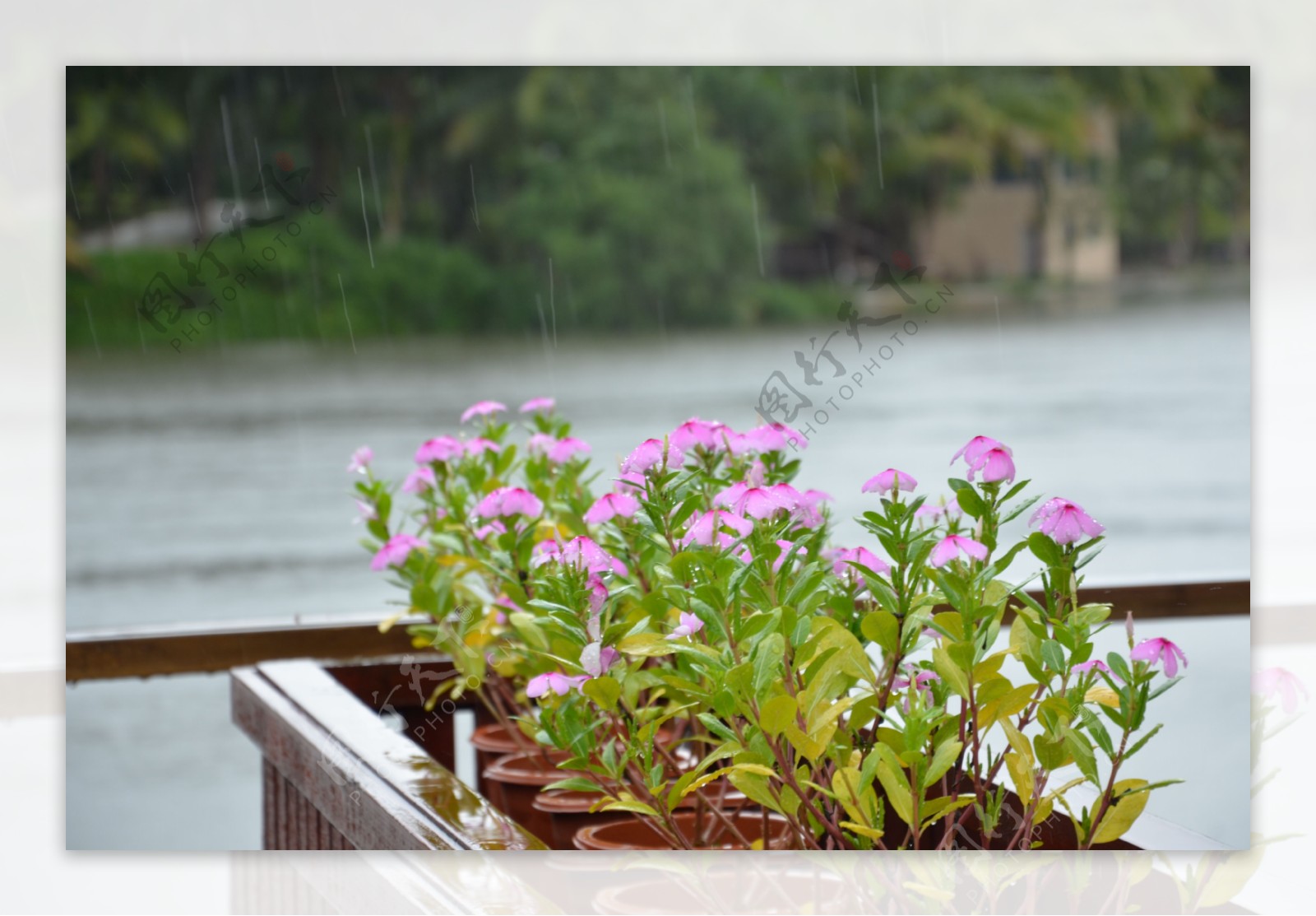 雨中小花图片