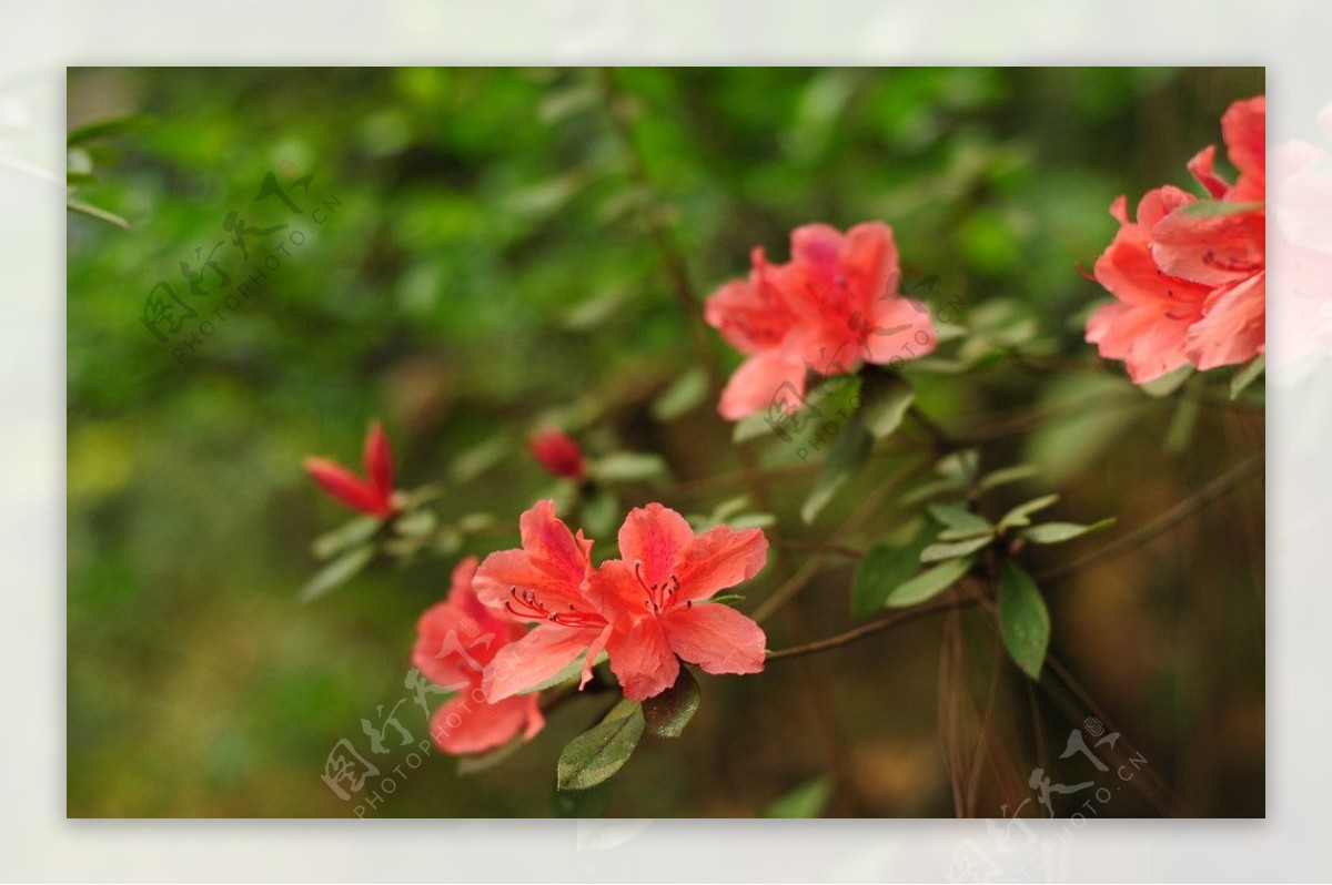 杜鹃花图片