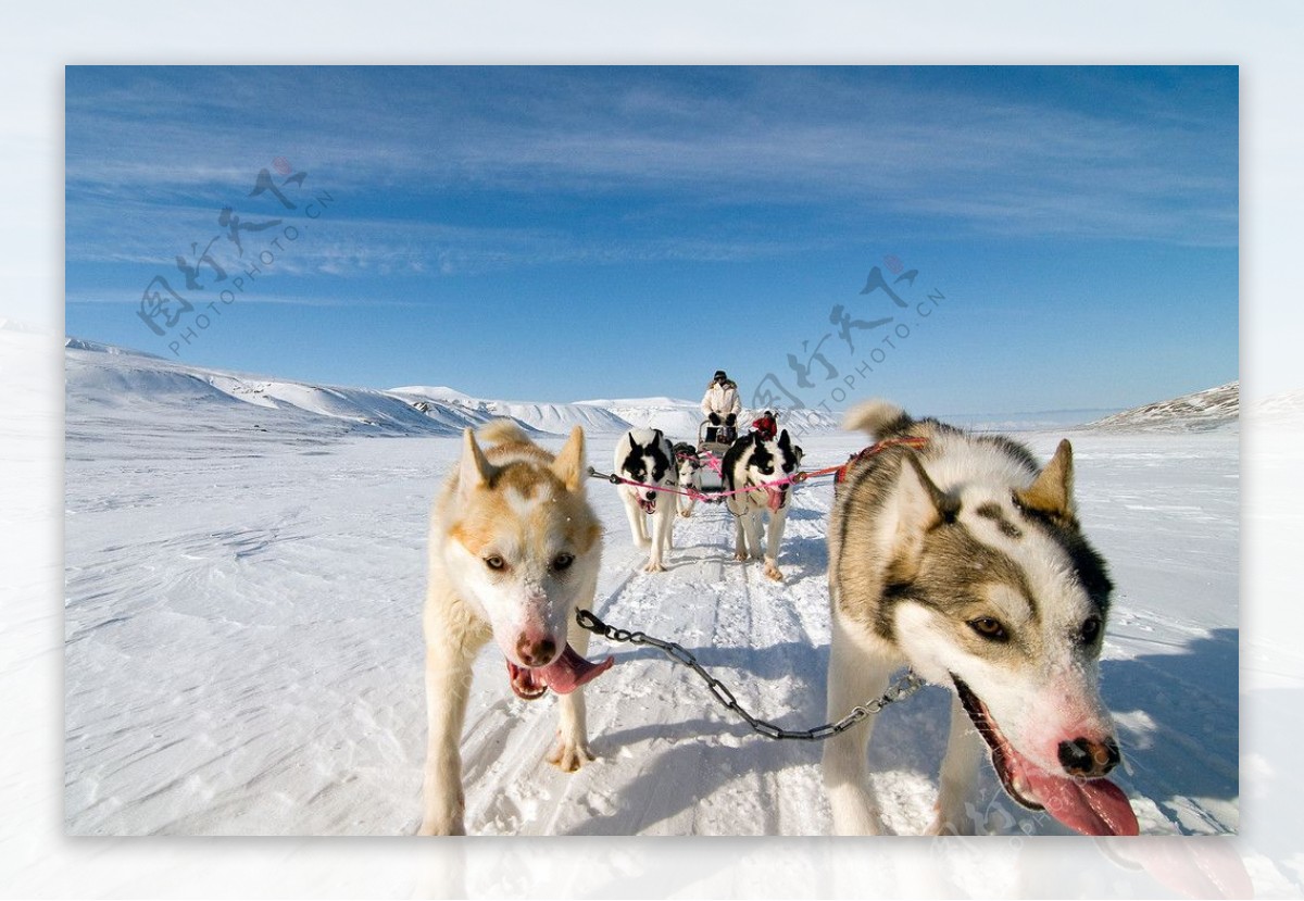 阿拉斯加雪橇犬图片