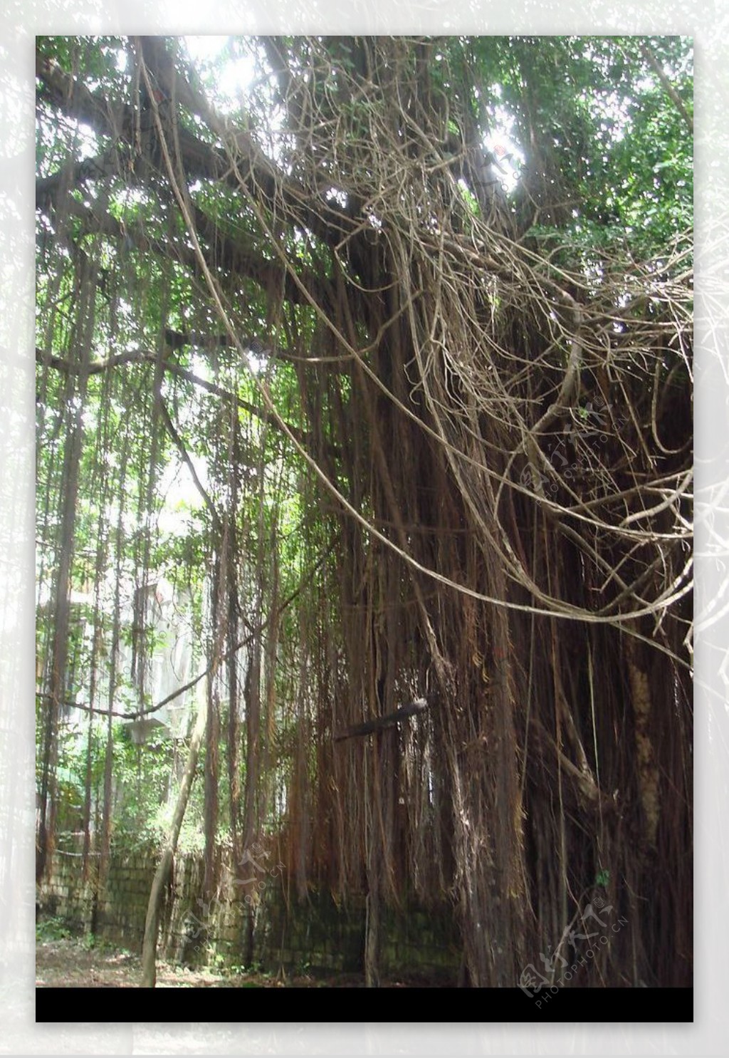 巴里岛原始森林图片