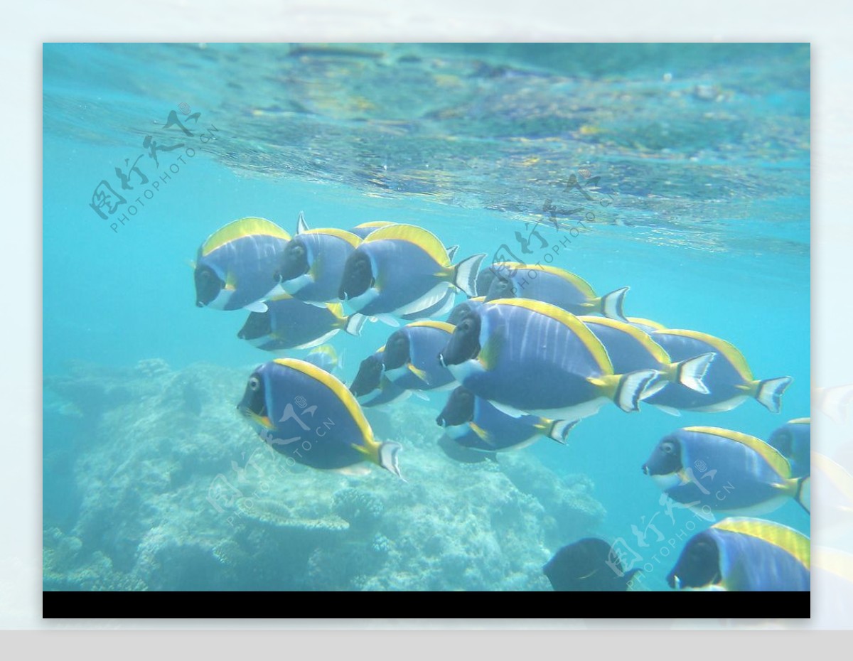 马尔代夫海底世界图片