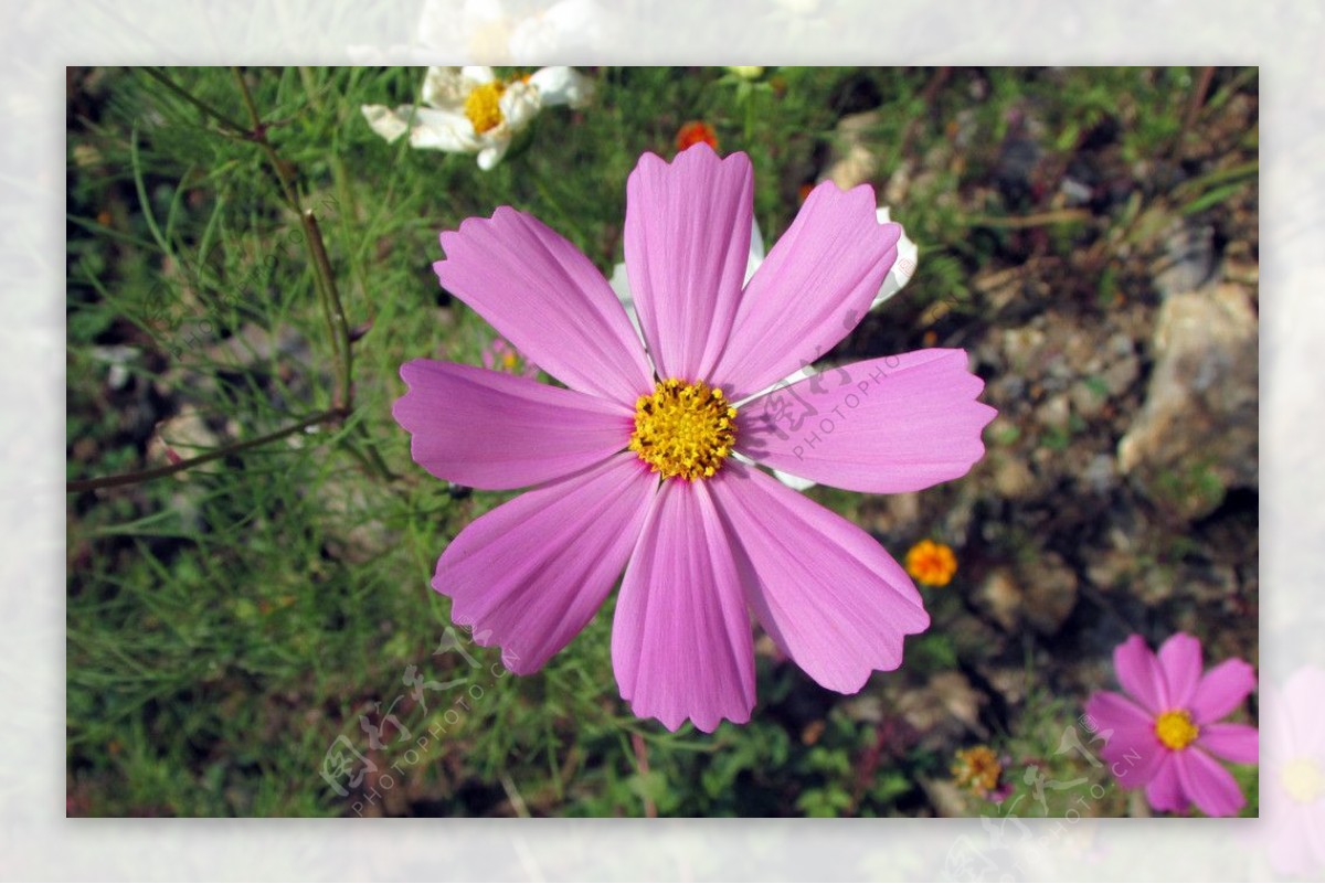 粉色野菊花图片
