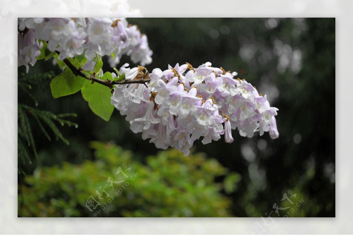 泡桐树花图片