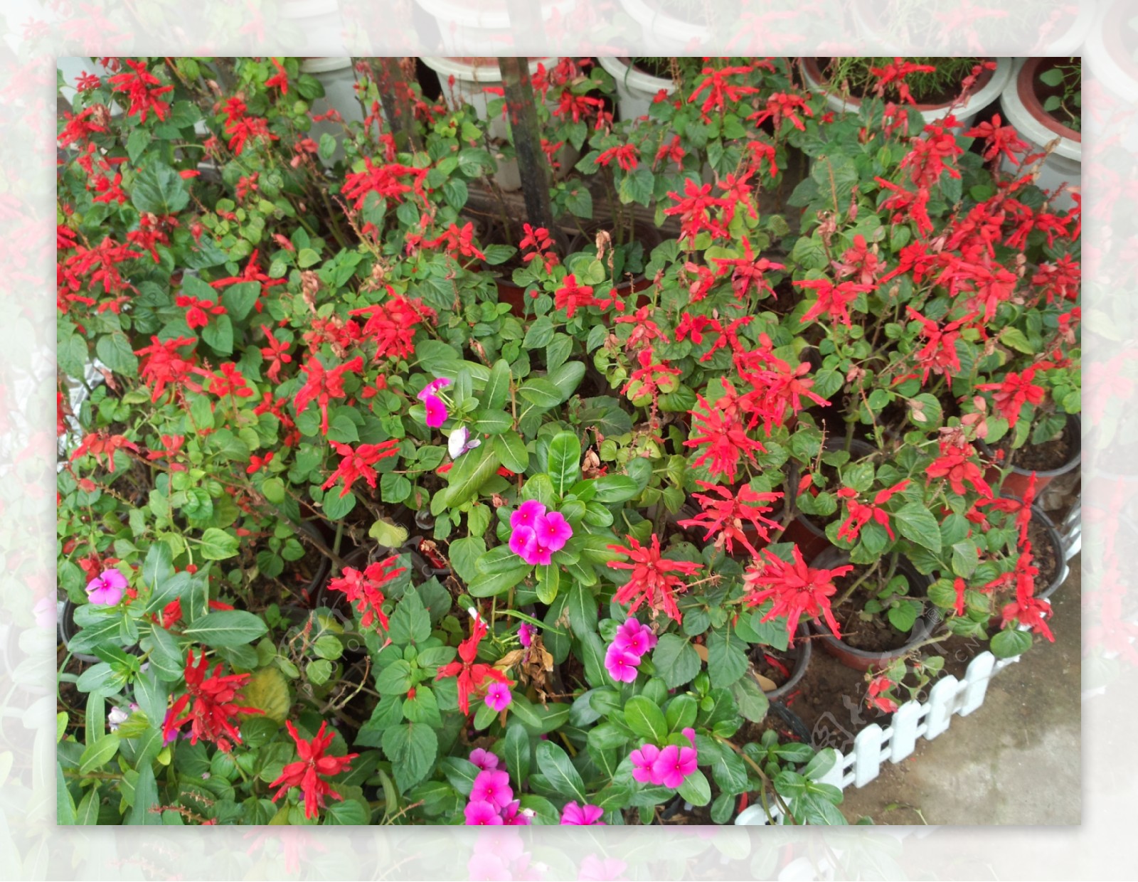 盆栽红花图片