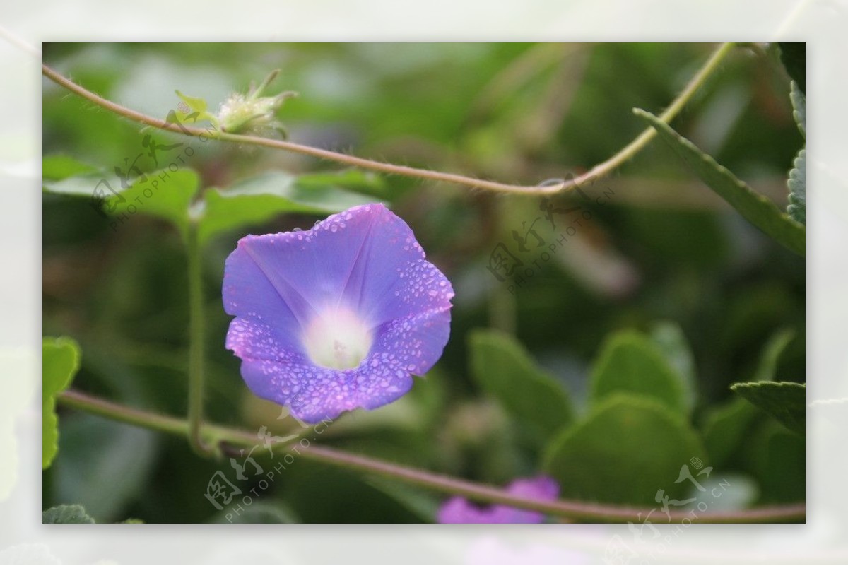 牵牛花图片