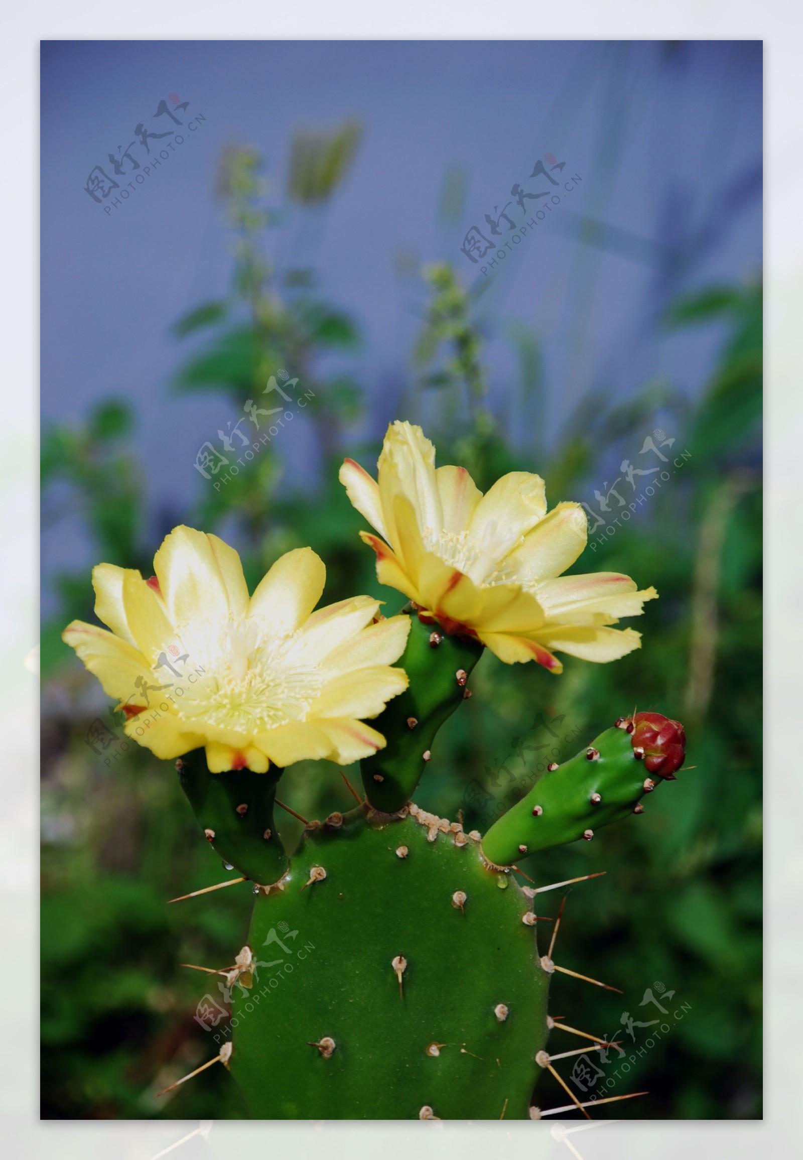 仙人掌花图片