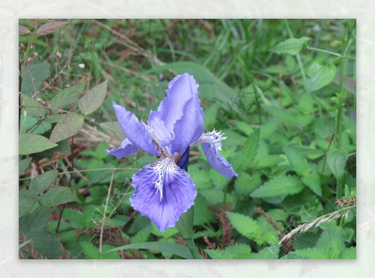 蓝色野生豆豉花图片