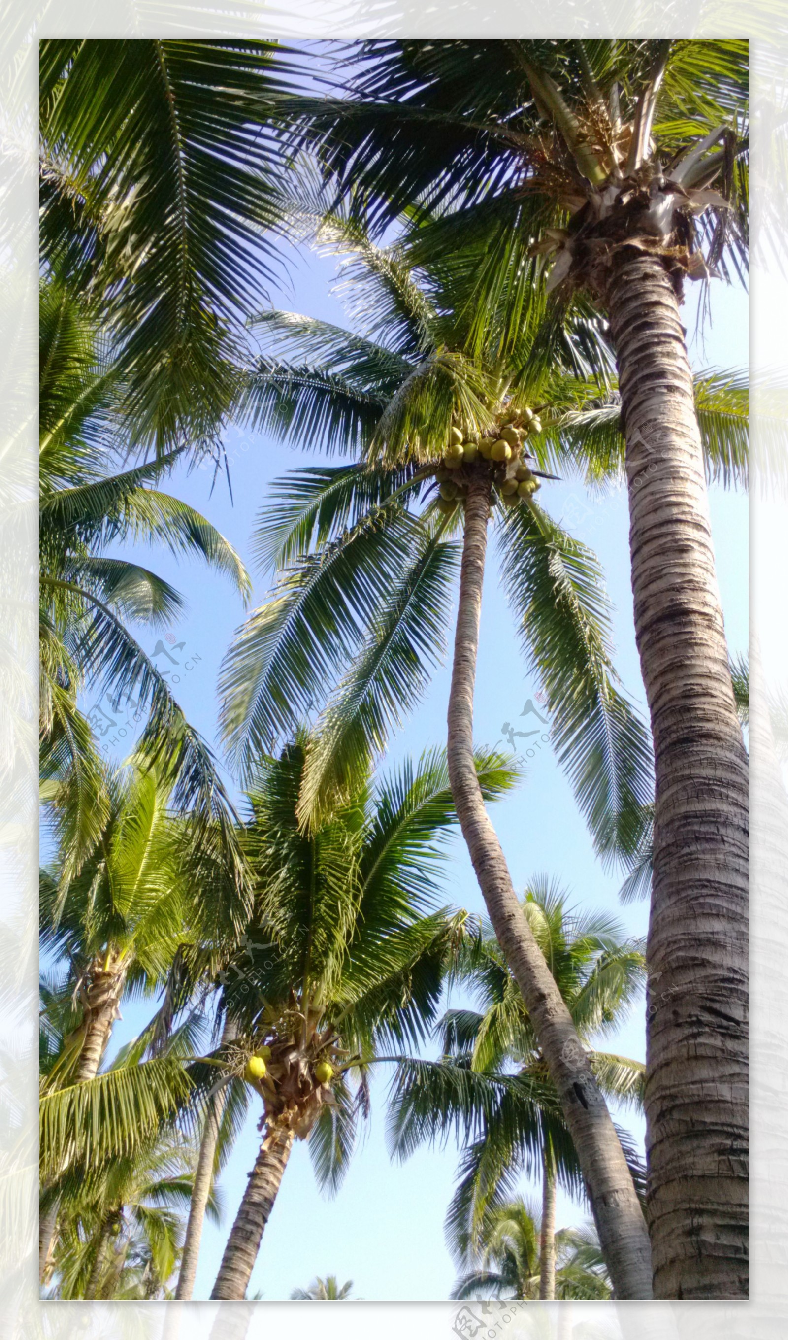 椰子和椰青的区别（一文带你了解椰子家族） – 碳资讯