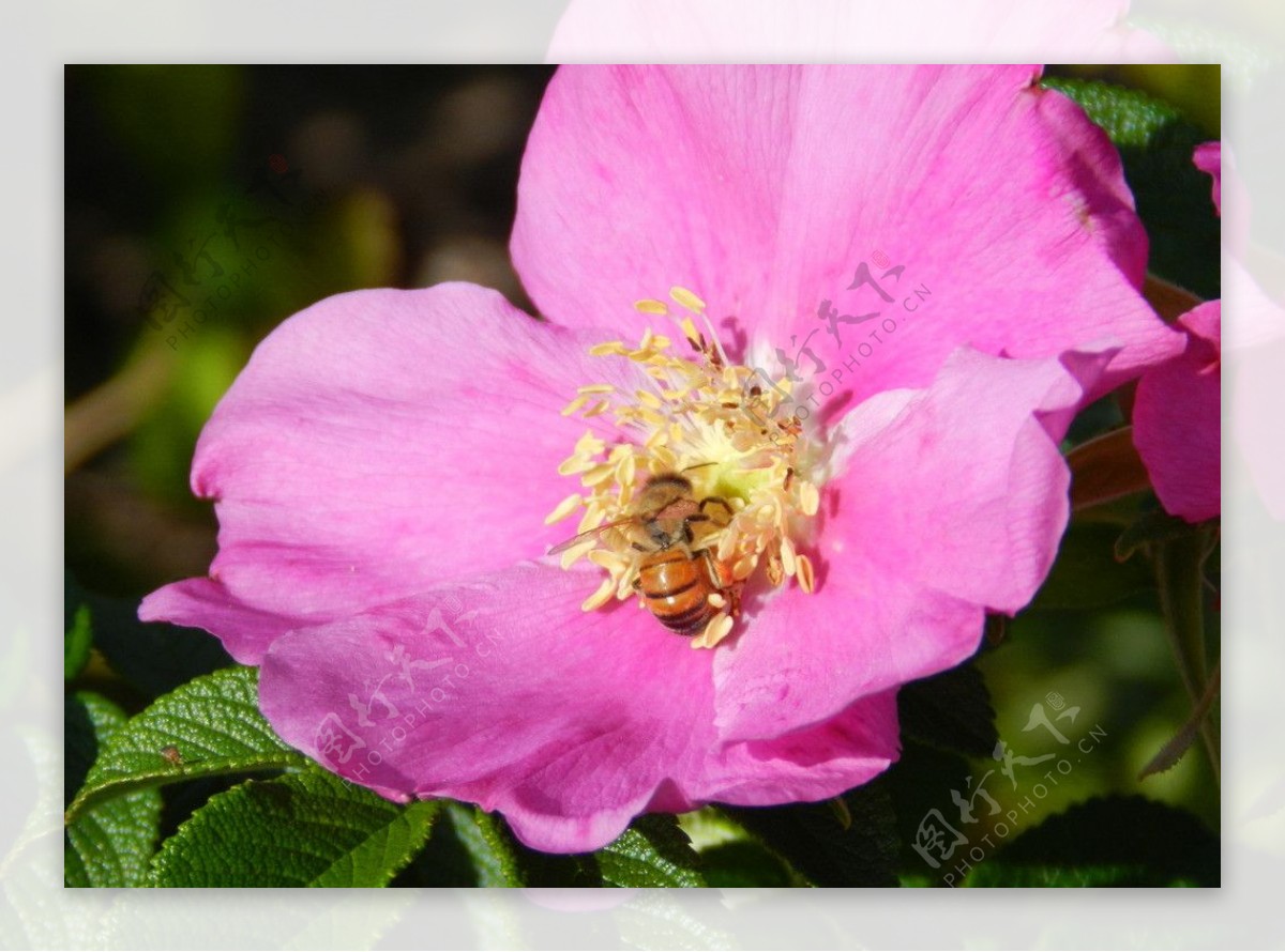 花芯中採蜜的蜂图片